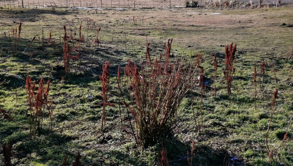 IMG-20210614-WA0007 (002)