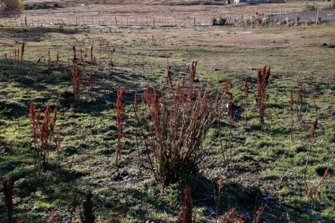 IMG-20210614-WA0007 (002)